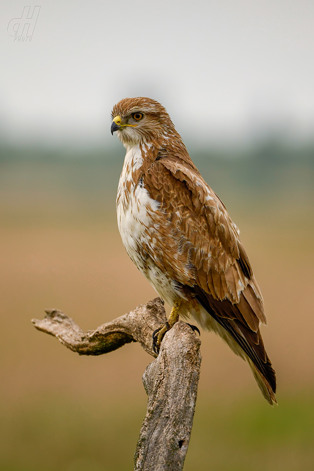 káně lesní - Buteo buteo