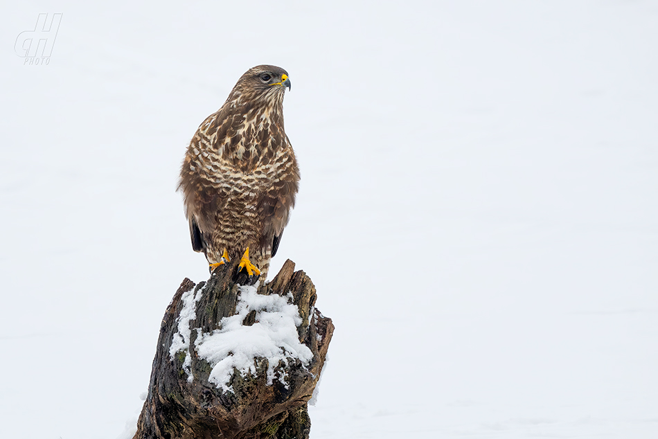 káně lesní - Buteo buteo