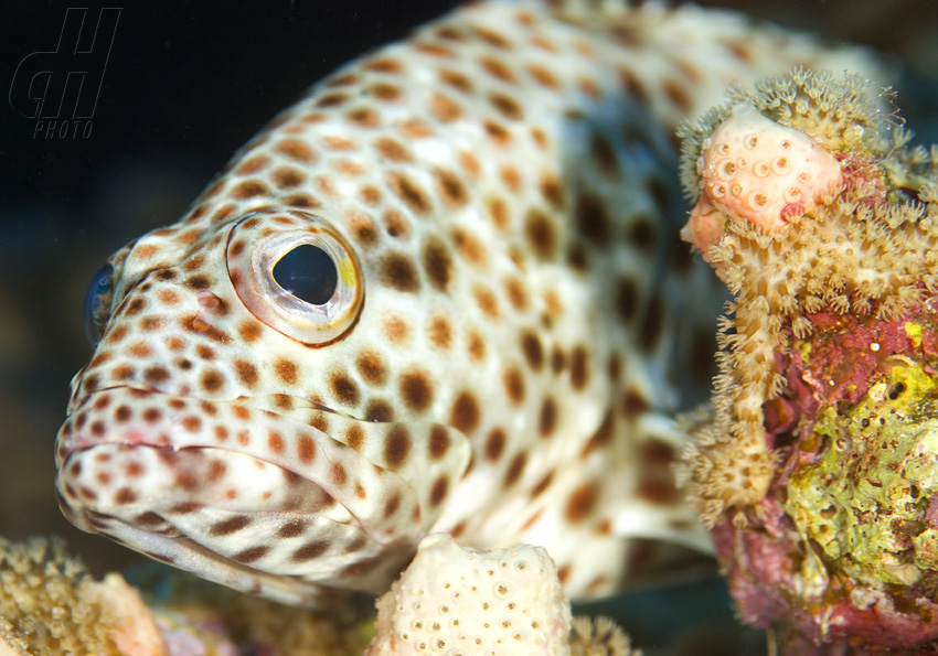 kanic tauvina - Epinephelus tauvina