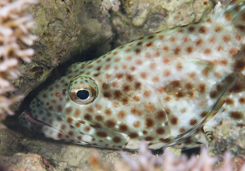 kanic tauvina - Epinephelus tauvina