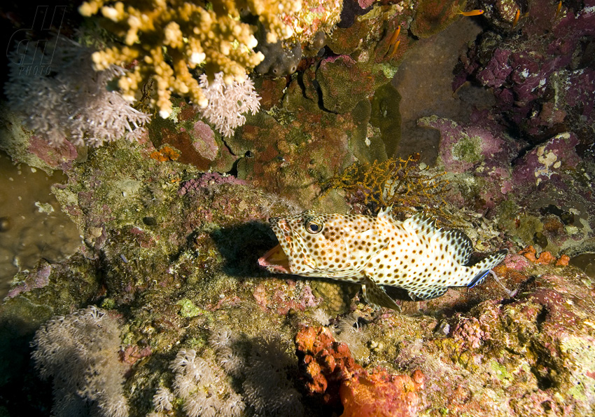 kanic tauvina - Epinephelus tauvina