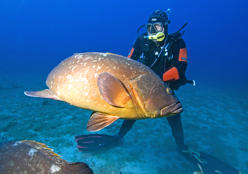 kanic vroubený - Epinephelus marginatus