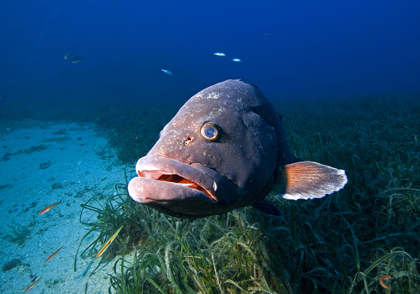 kanic vroubený - Epinephelus marginatus