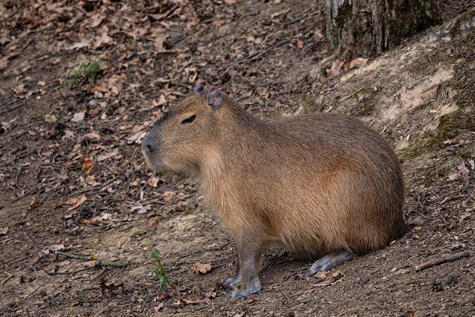 kapybara - Hydrochoerus hydrochaeris