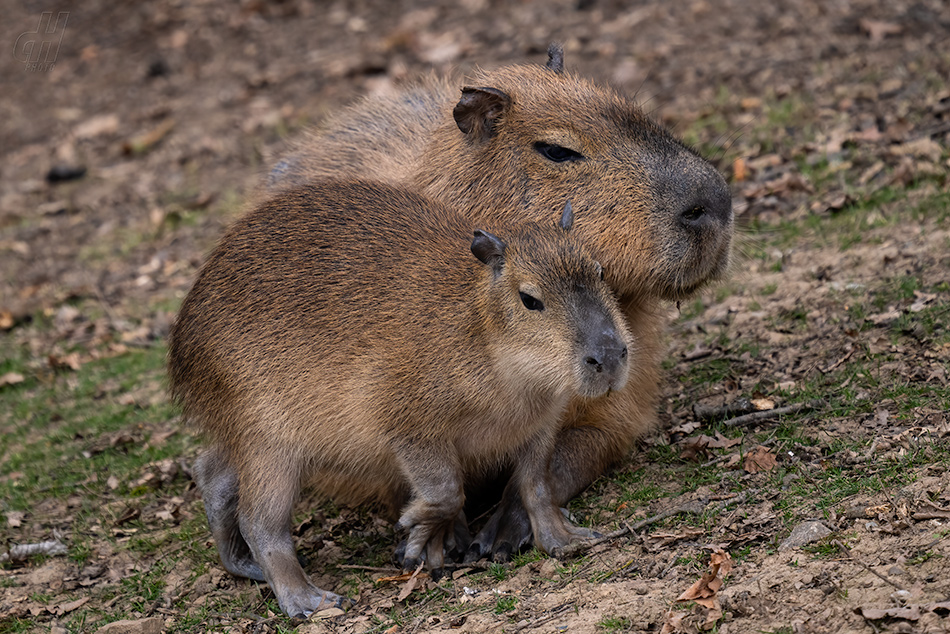 kapybara - Hydrochoerus hydrochaeris