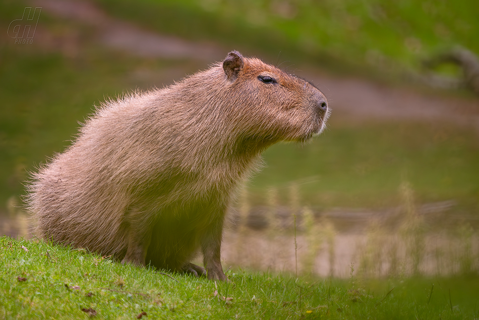 kapybara - Hydrochoerus hydrochaeris