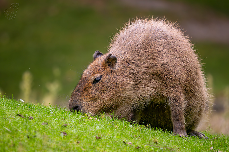 kapybara - Hydrochoerus hydrochaeris