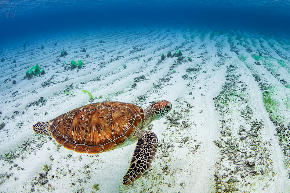 kareta obecná - Caretta caretta