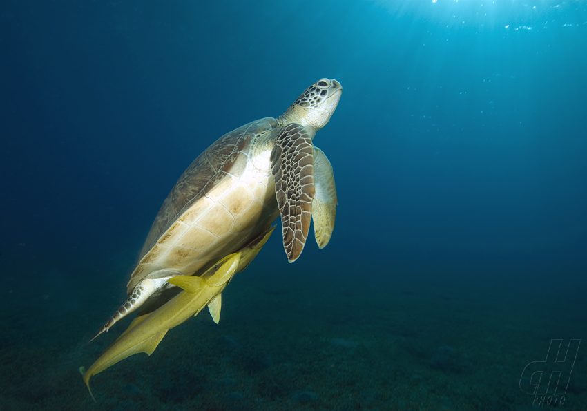 kareta pravá - Eretmochelys imbricata