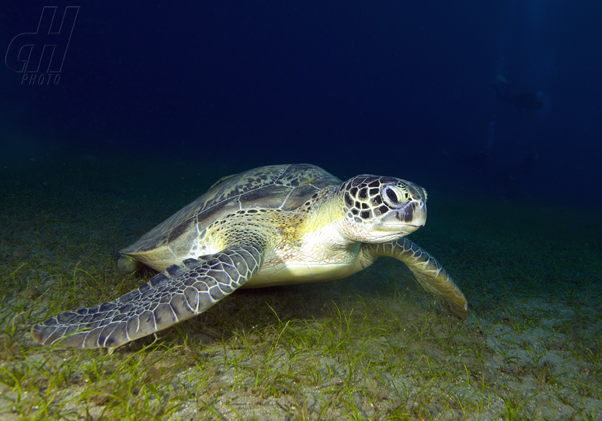 kareta pravá - Eretmochelys imbricata