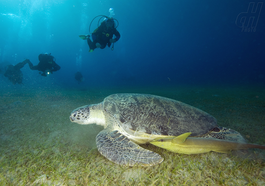 kareta pravá - Eretmochelys imbricata