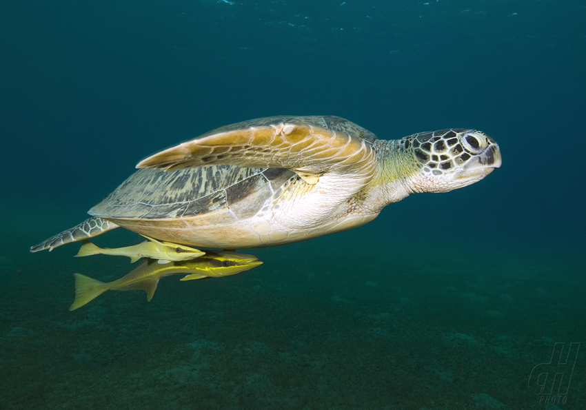 kareta pravá - Eretmochelys imbricata