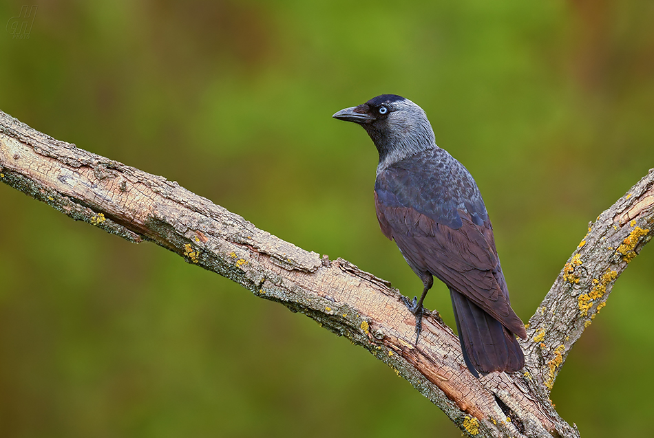 kavka obecná - Corvus monedula