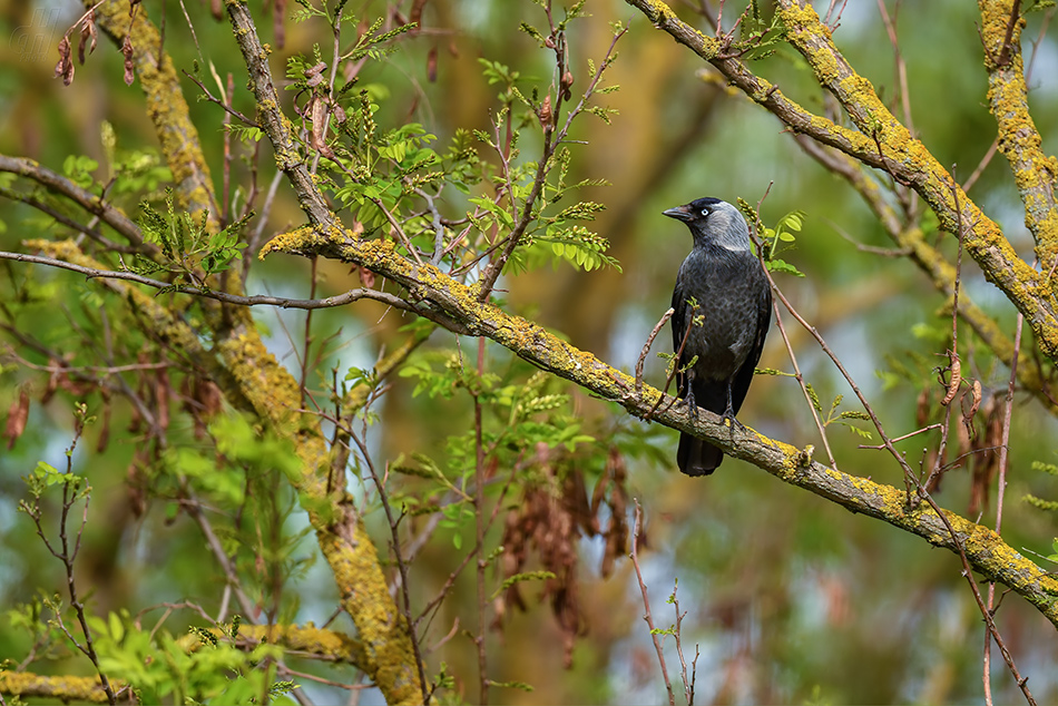 kavka obecná - Corvus monedula