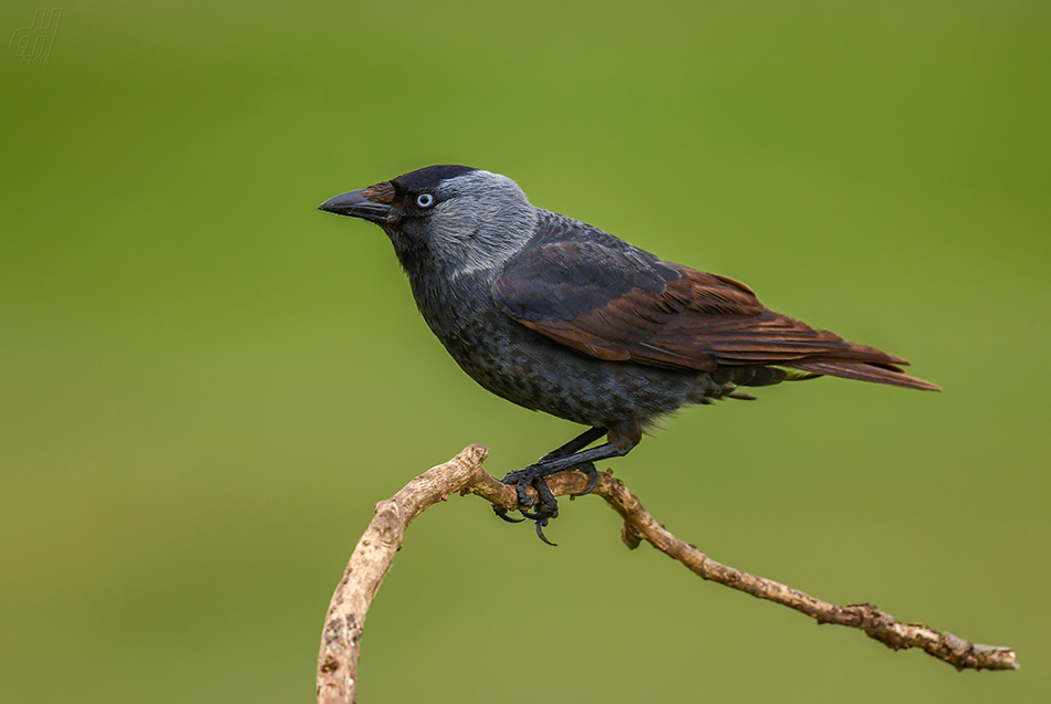 kavka obecná - Corvus monedula