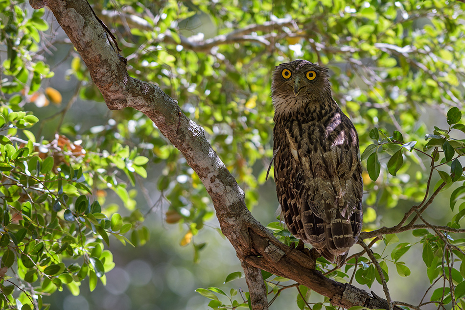 ketupa rybí - Ketupa zeylonensis