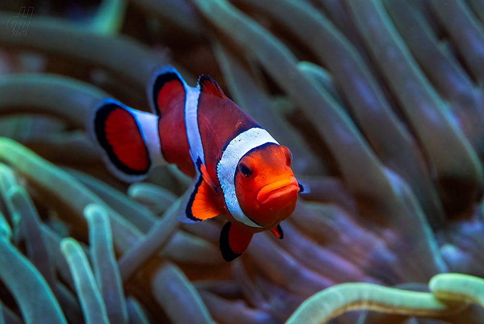 klaun očkatý - Amphiprion ocellaris