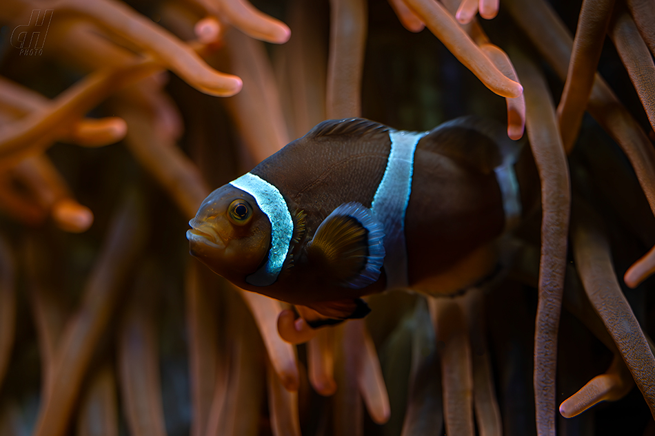 klaun očkatý - Amphiprion ocellaris