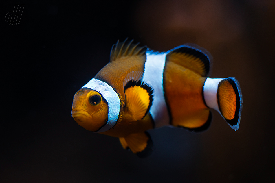 klaun očkatý - Amphiprion ocellaris