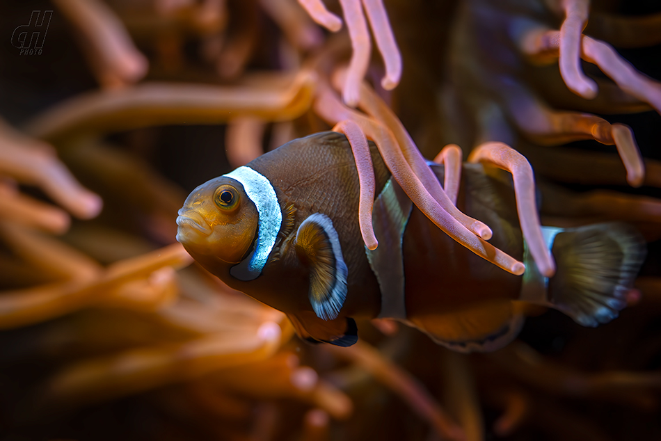 klaun očkatý - Amphiprion ocellaris