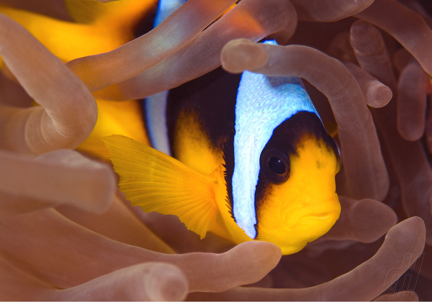 klaun špičatopruhý - Amphiprion bicinctus