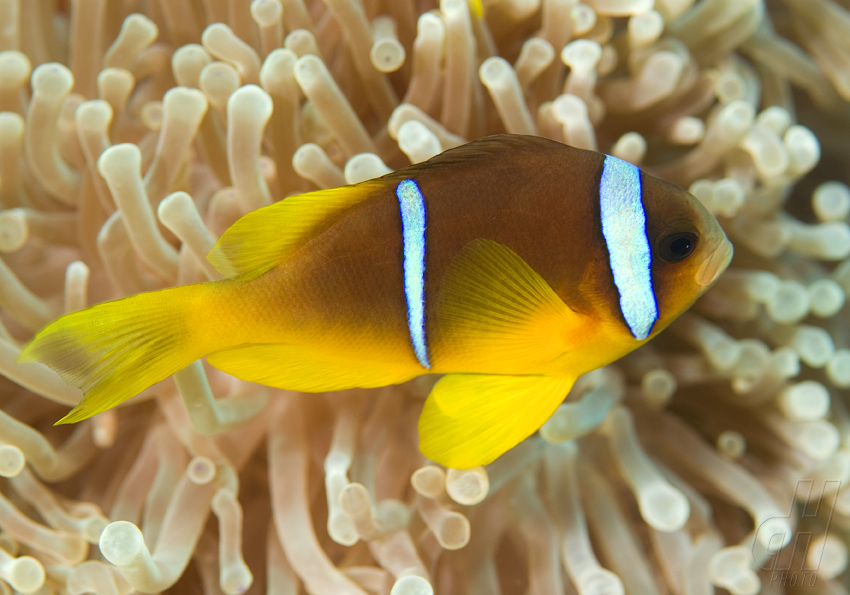 klaun špičatopruhý - Amphiprion bicinctus