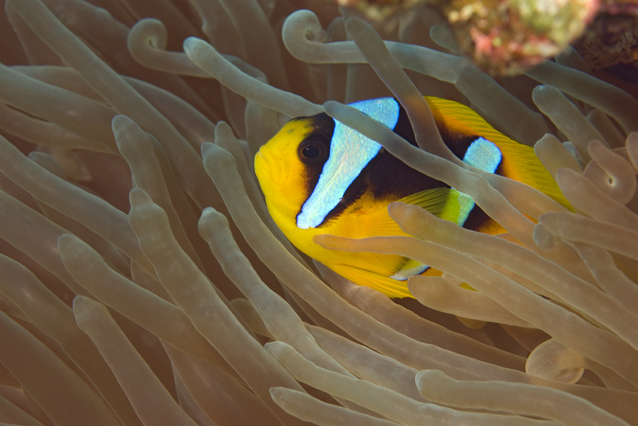 klaun špičatopruhý - Amphiprion bicinctus