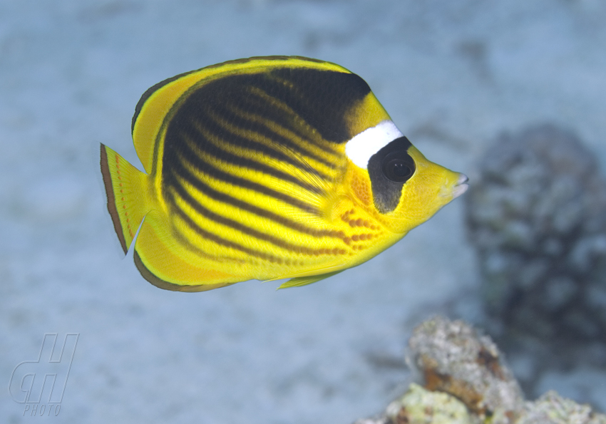 klipka tabáková - Chaetodon fasciatus