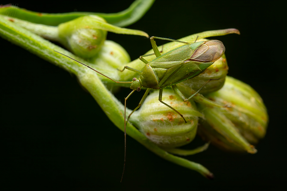 klopuška bramborová - Lygocoris pabulinus