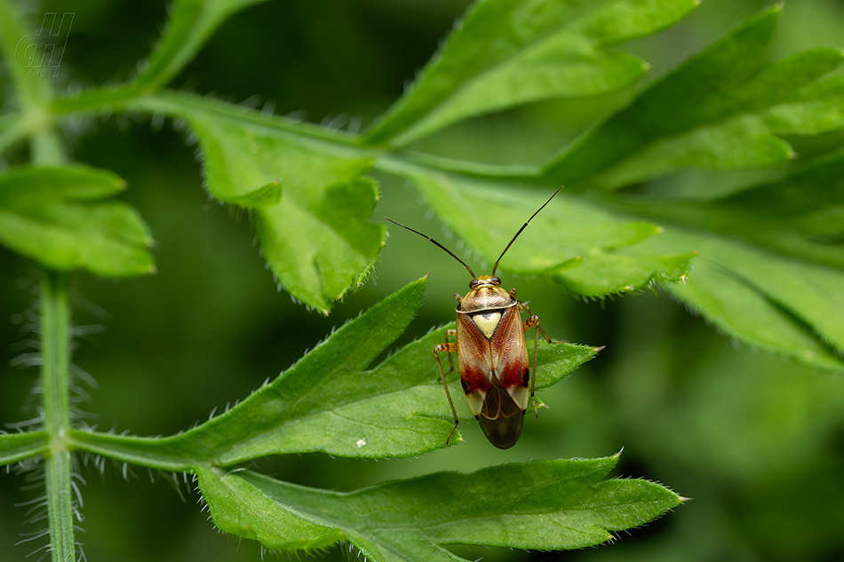 klopuška červená - Lygus pratensis