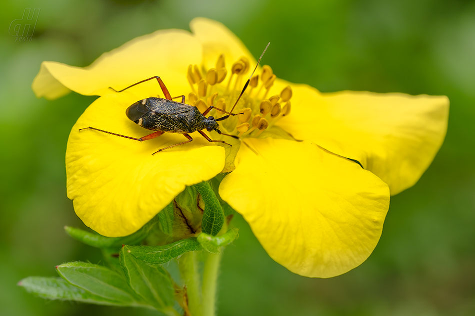 klopuška chmelová - Closterotomus fulvomaculatus