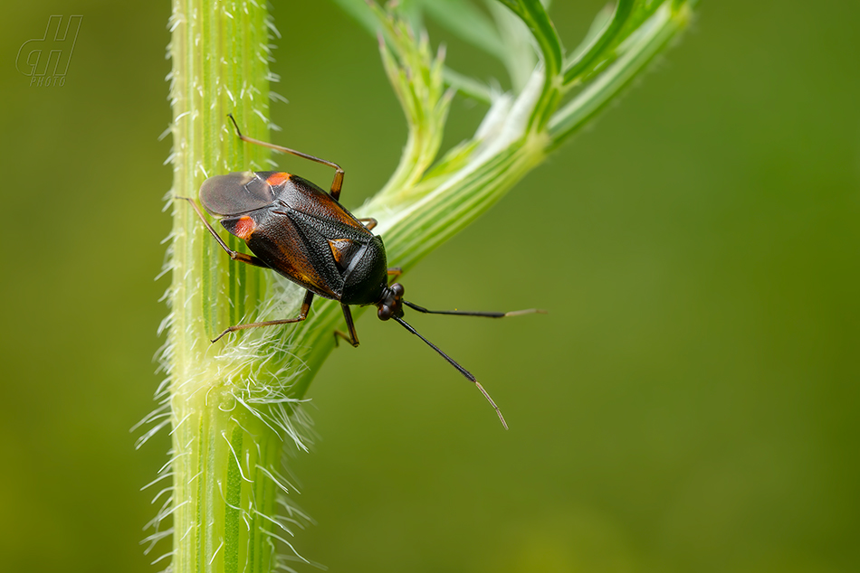 klopuška měnlivá - Deraeocoris ruber