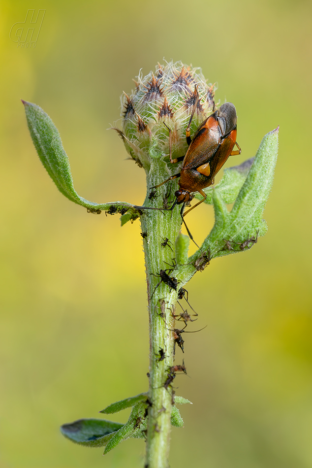 klopuška měnlivá - Deraeocoris ruber