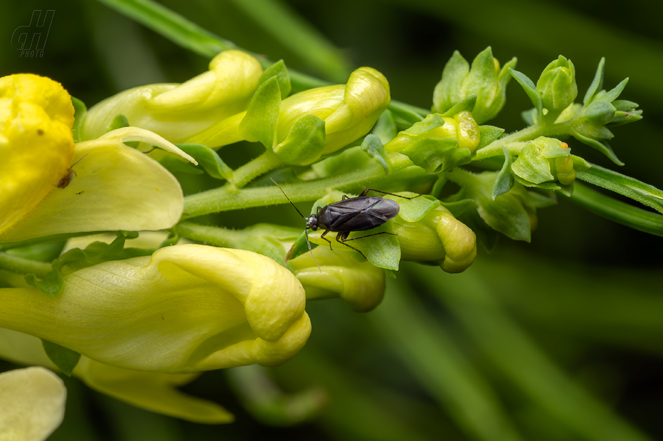 klopuška obecná - Plagiognathus arbustorum