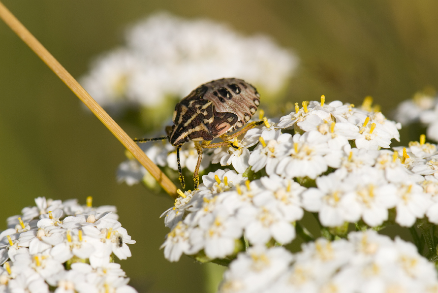 kněžice obecná - Carpocoris purpureipennis