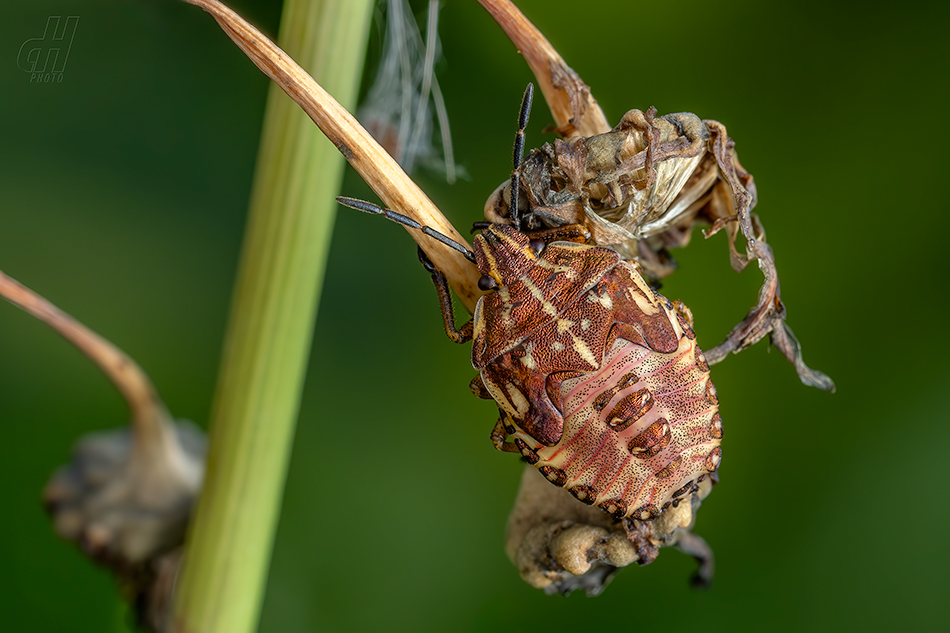 kněžice obecná - Carpocoris purpureipennis