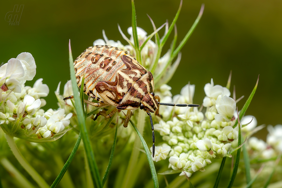 kněžice obecná - Carpocoris purpureipennis