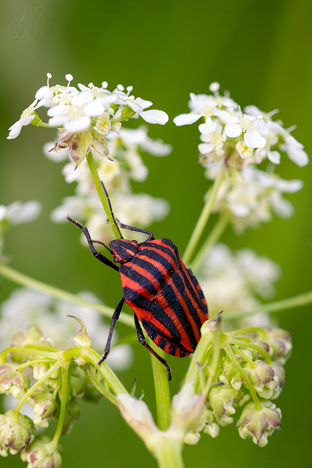 kněžice pásovaná - Graphosoma italicum