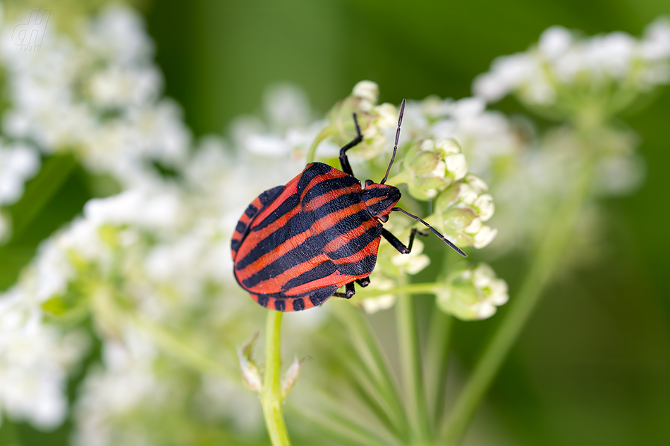 kněžice pásovaná - Graphosoma italicum