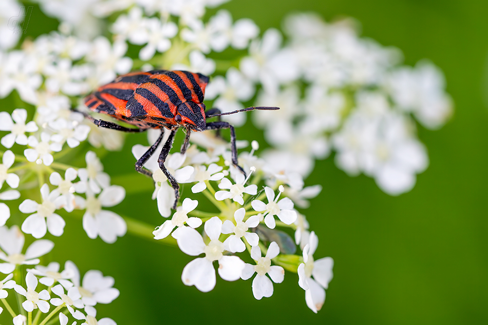 kněžice pásovaná - Graphosoma italicum