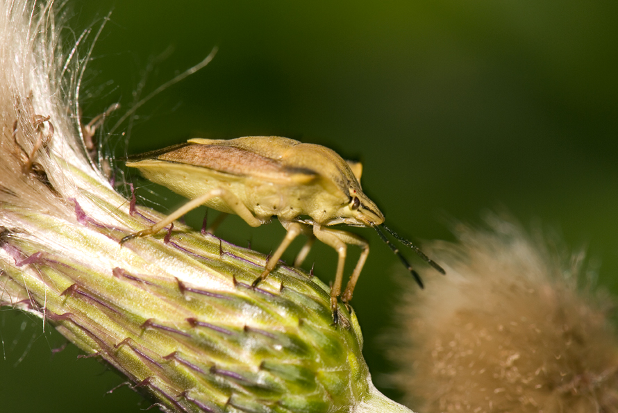 kněžice rohatá - Carpocoris fuscispinus