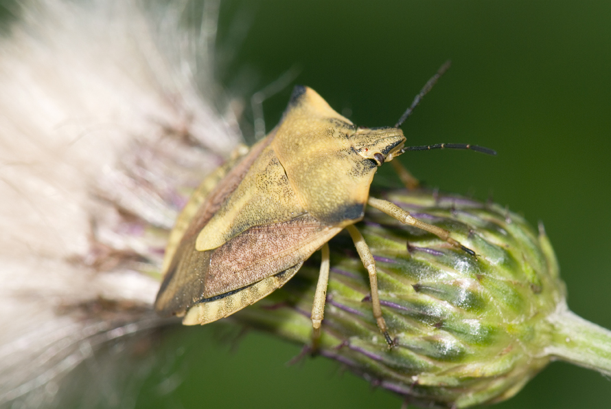 kněžice rohatá - Carpocoris fuscispinus