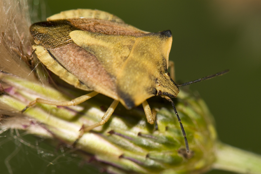 kněžice rohatá - Carpocoris fuscispinus