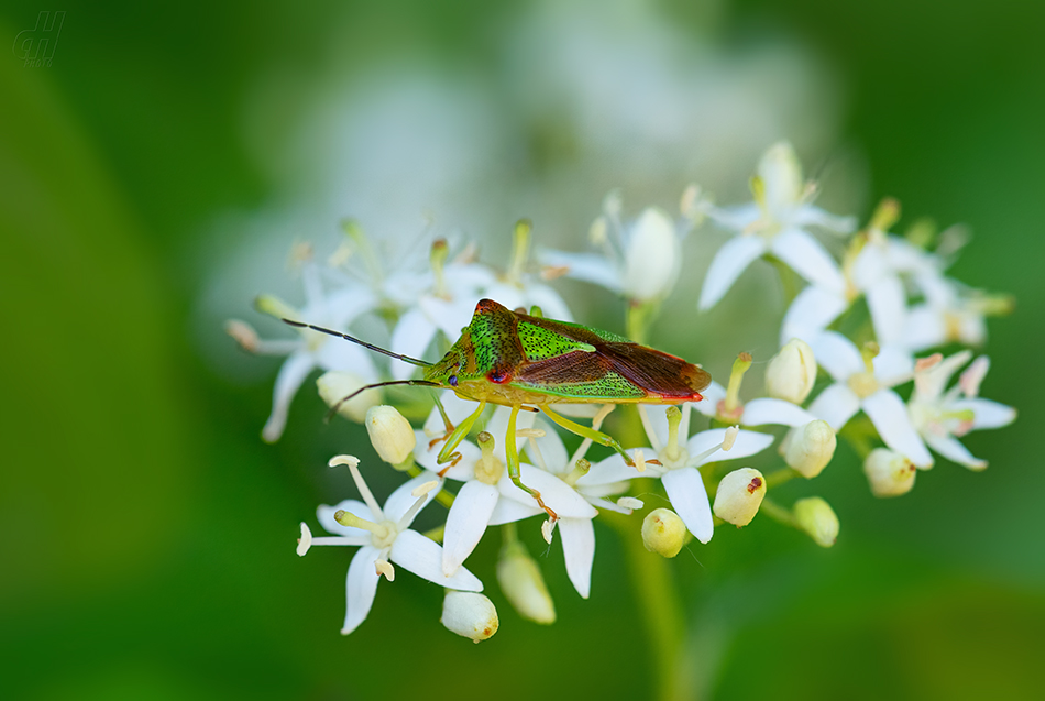 kněžovka stromová - Acanthosoma haemorrhoidale