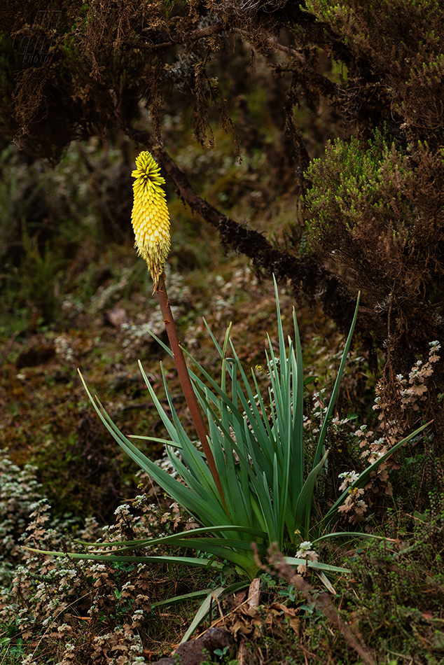 Kniphofia foliosa