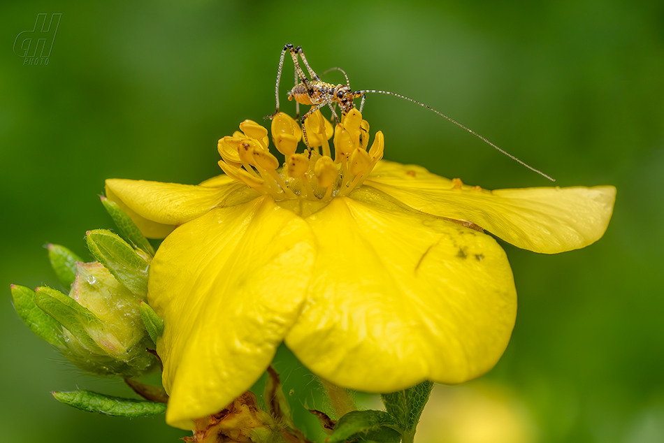 kobylka malá - Phaneroptera nana