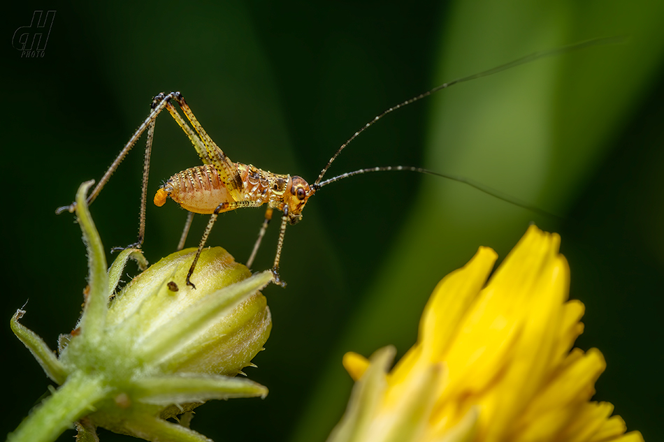 kobylka malá - Phaneroptera nana