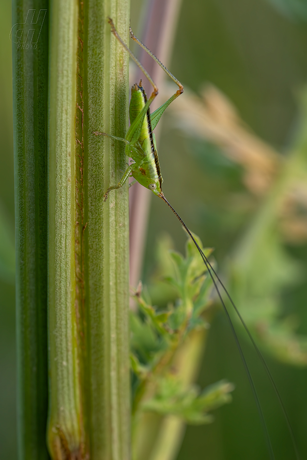 kobylka mokřadní - Conocephalus dorsalis