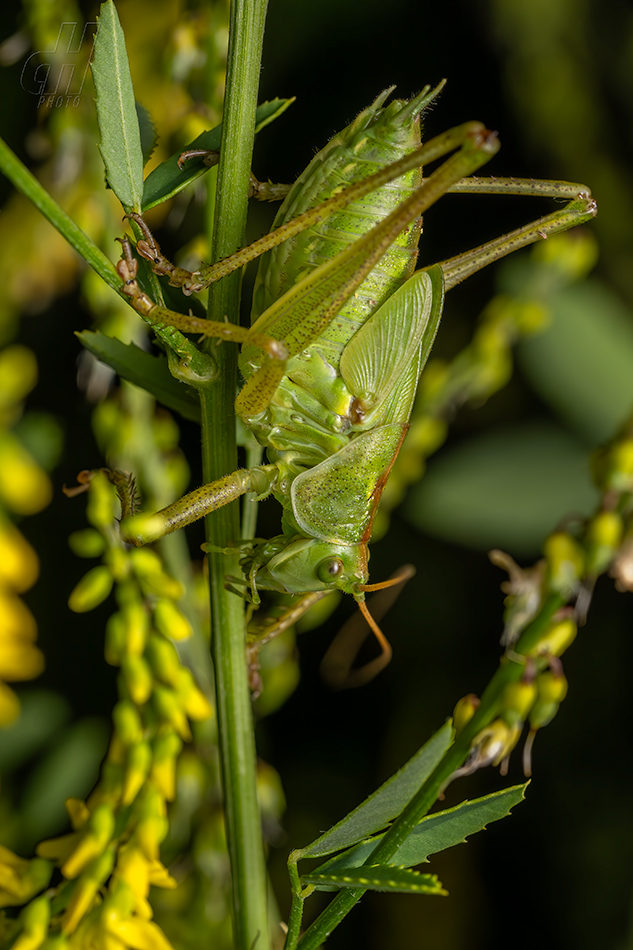 kobylka zelená - Tettigonia viridissima