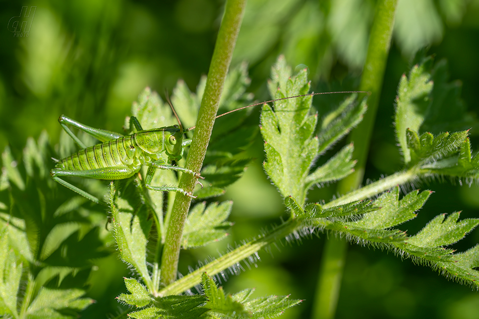 kobylka zelená - Tettigonia viridissima